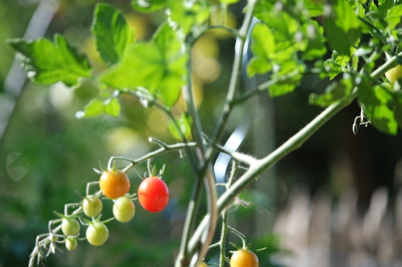 Potager au moulin de Kergas