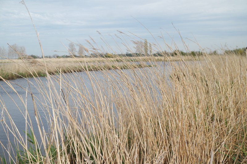 Réserve naturelle régionale Pierre Constant - Marais de Brière