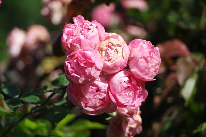 Rose des Jardins des Marais à Herbignac