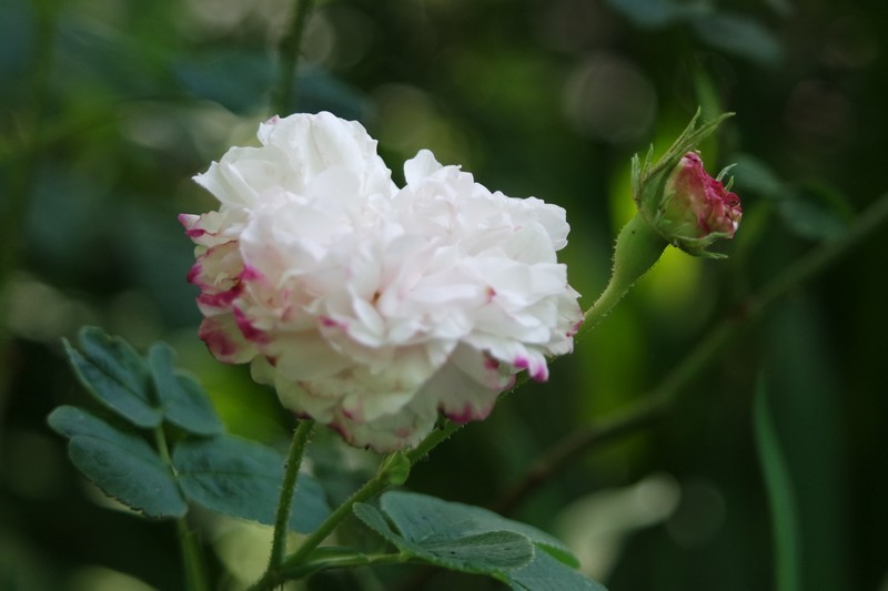 Rose des Jardins des Marais à Herbignac