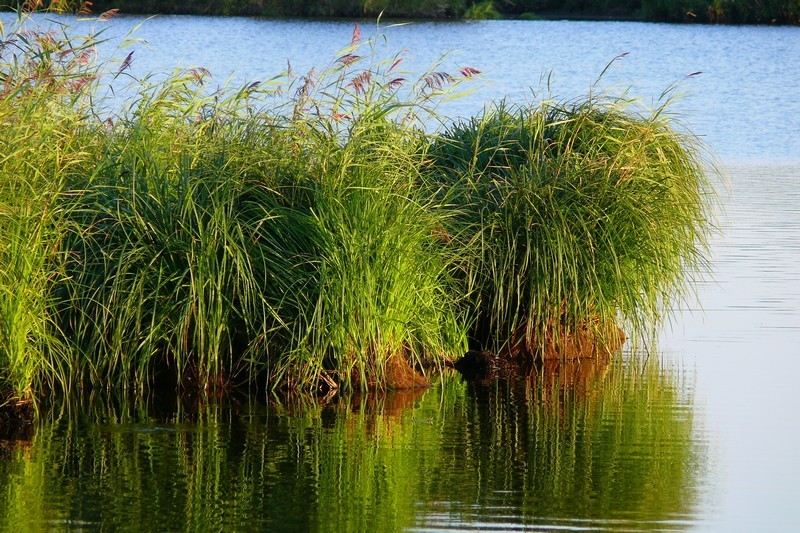 Roselière en Brière