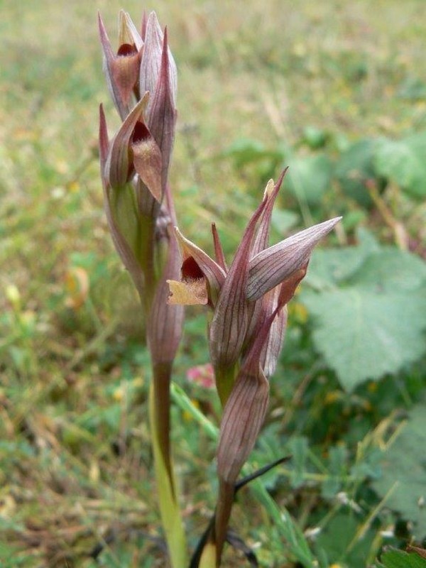 Sérapia à petites fleurs