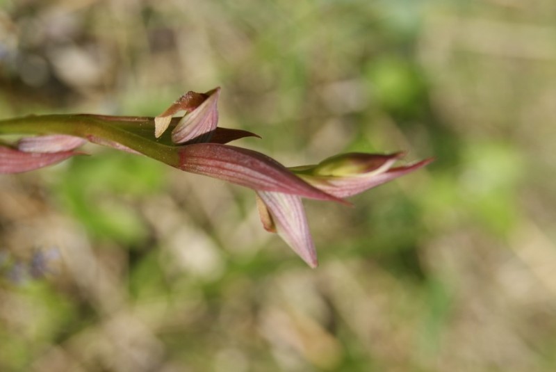 Sérapia à petites fleurs