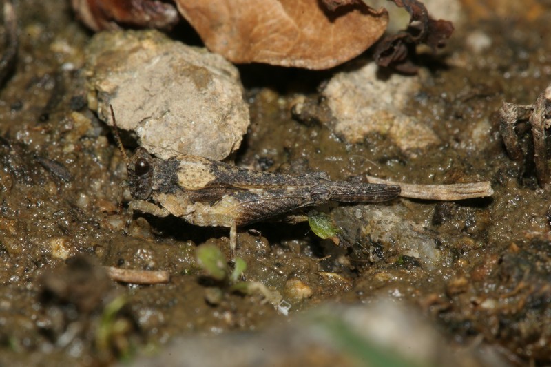 Tetrix ceperoi