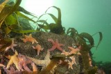 étoiles de mer - Cooleur Plongée - Piriac Sur Mer