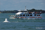Les Vedettes Angélus - Découverte du Golfe du Morbihan