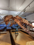 Muséum d'histoire naturelle Nantes - basilosaurus