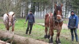 Les Amis des Sites de Mesquer - Laurent Legal et Eric Vaillant, les vertus du débardage avec cheval