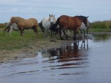 Brière évasion Chevaux en Brière St Lyphard