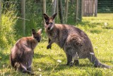 Camping le Domaine de Léveno - Guérande - Mini ferme wallaby