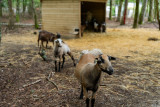 Camping Le Petit Bois - Mesquer - Mini ferme
