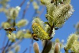 Chaton du Saule