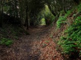 Chemin Creux - Le Drezeux