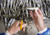 Conserverie La Belle Iloise - Guérande - Emboitage des sardines