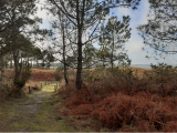 dunes de Pont-Mahé