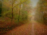 Entre chaumières et marais