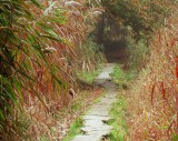 Entre chaumières et marais