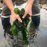 Ferme marine Les Jardins de la Mer - Le Croisic - Atelier cueillette