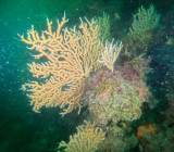 Fonds marins - Piriac sur Mer