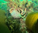 Fonds marins - Piriac sur Mer