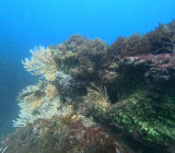 Fonds marins - Piriac sur Mer