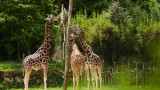 Girafes - Parc animalier et botanique de Branféré
