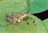 grenouille dans une des mares du marais du Gué neuf