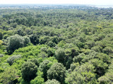 Histoire Dune Forêt - Drone - La Baule 