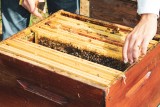 La ferme de Kerhué - Miel et Produits de la ruche - Ruches abeilles - Apiculteur de Mesquer