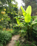 Jardin exotique - La Baule