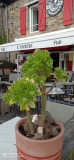 L'Annexe café - Port de Tréhiguier - Pénestin
