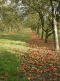 La Boutique des Producteurs à Pénestin - Produits du verger