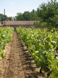 La Boutique des Producteurs à Pénestin - Vins du vignoble de Nantes