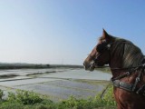 La p'tite ferme de Mélie