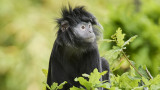 Langurs de java - Parc animalier et botanique de Branféré