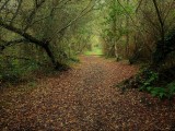 Le Bois des Crolières