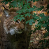 Legendia Parc - Parc animalier et spectacles - Frossay - Lynx