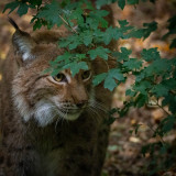 Legendia Parc - Parc animalier et spectacles - Frossay - Jaspe