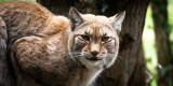 Legendia Parc - Parc animalier et spectacles - Frossay - Lynx