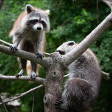 Legendia Parc - Parc animalier et spectacles - Frossay - Ratons Laveurs