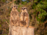 Legendia Parc - Parc animalier et spectacles - Frossay - Suricates