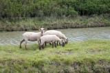 Les Amis des Sites de Mesquer - moutons dans les marais - Mesquer-Quimiac