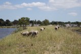 Les Amis des Sites de Mesquer -  moutons-lutte-baccharis - Mesquer-Quimiac
