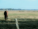 Les chaussées - Marais de la Ganache