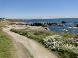 Les landes du Gouverneur - Le Croisic - sentier côtier