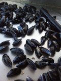 Maison Alaire - Ostréiculteur Kercabellec - Mesquer - moules
