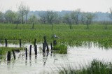 Marais de Brière