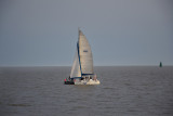 Mouette and Sea - Sortie en Catamaran - Pornichet