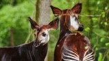 Okapis - Parc animalier et botanique de Branféré