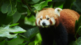 Panda roux - Parc animalier et botanique de Branféré